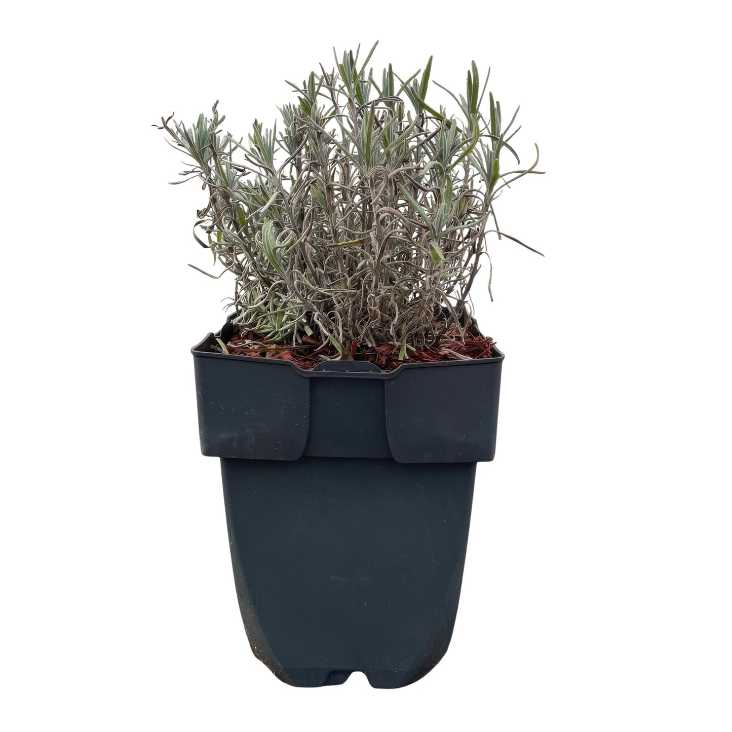 GreenboutiQ - Heckenpflanzen - Lavandula angustifolia Hidcote - graues Blatt - 6 Pflanzen - 1 laufender Meter - immergrün - Topf 17cm Höhe 30cm