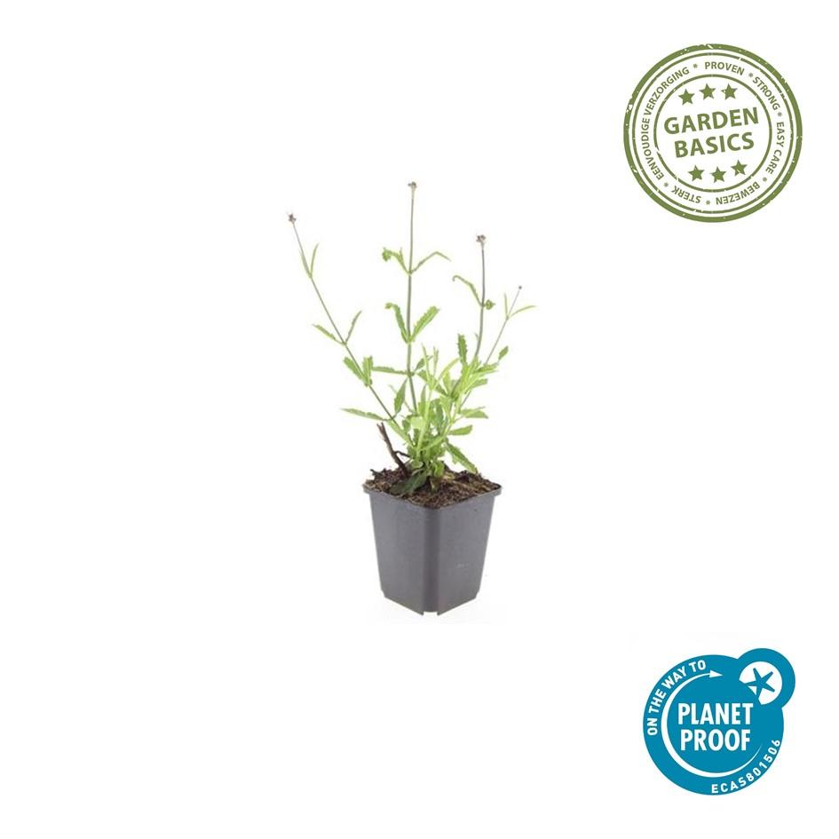 6x Verbena bon. 'Lollipop' - ↕10-25cm - Ø9cm