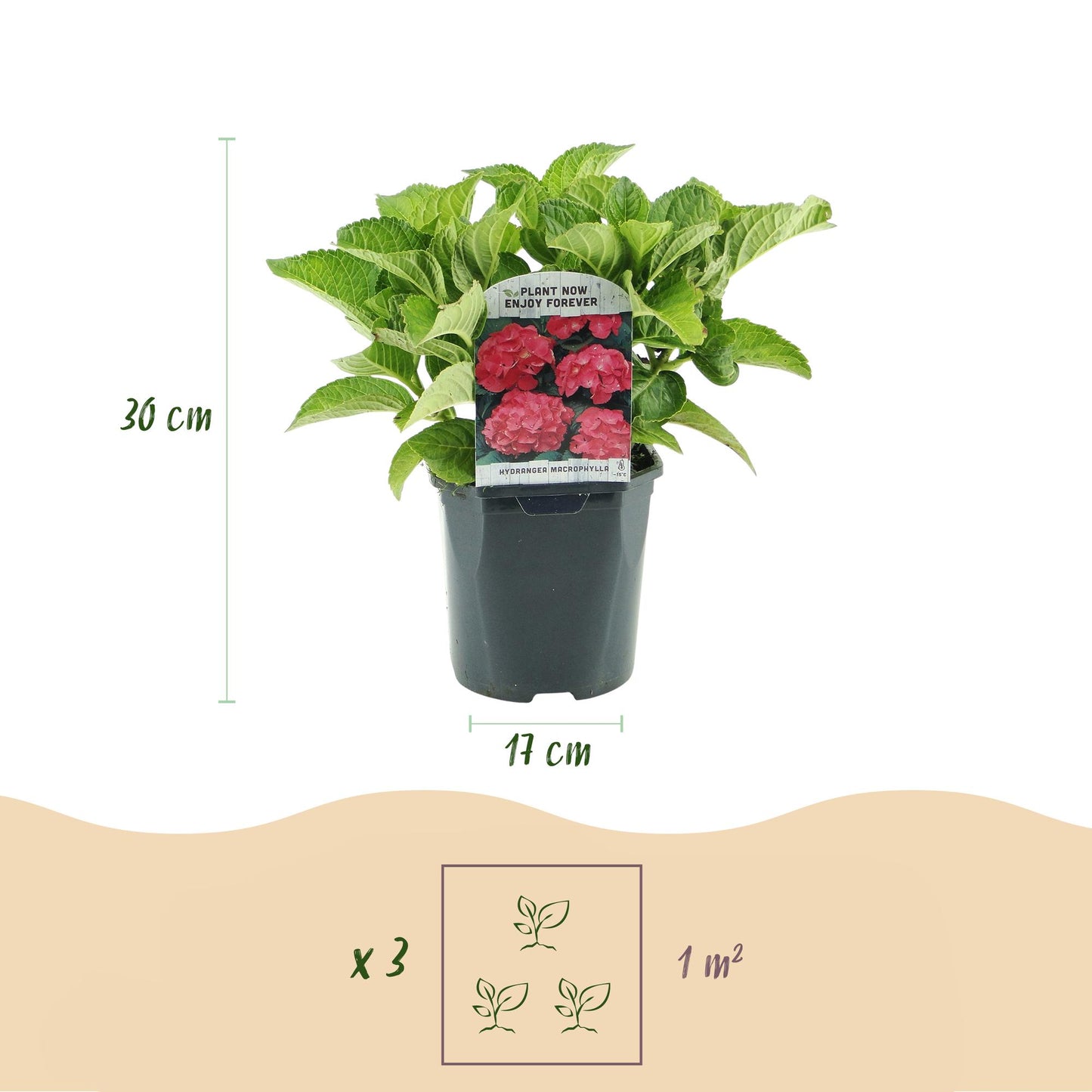 GreenboutiQ - Hortensie - Hydrangea macrophylla Rot - Blüte Rot - 1 Pflanze - Laubabwerfend - Wenig Pflege - Topf 17cm Höhe 30cm
