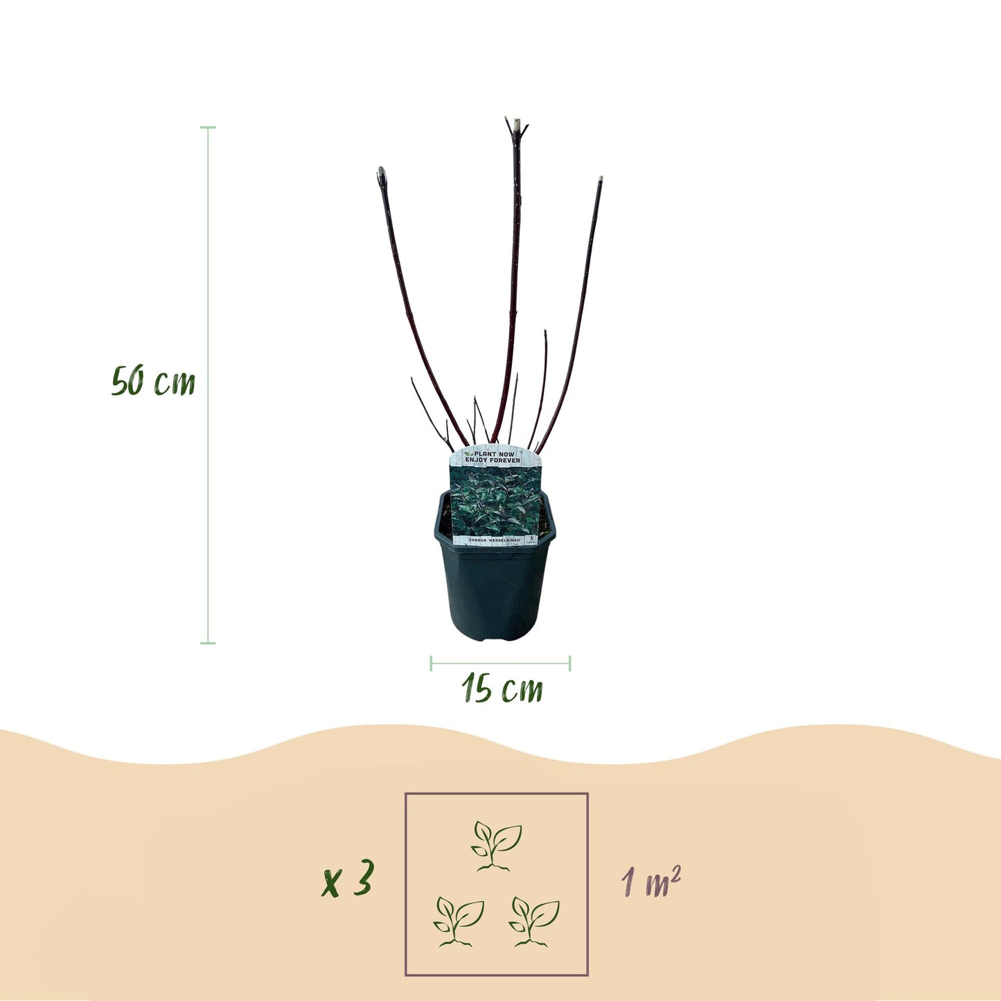 GreenboutiQ - Sträucher - Cornus alba Kesselringii - Violette Zweige - 1 Pflanze - Laubabwerfend - Wenig Pflege - Topf 17cm Höhe 45cm