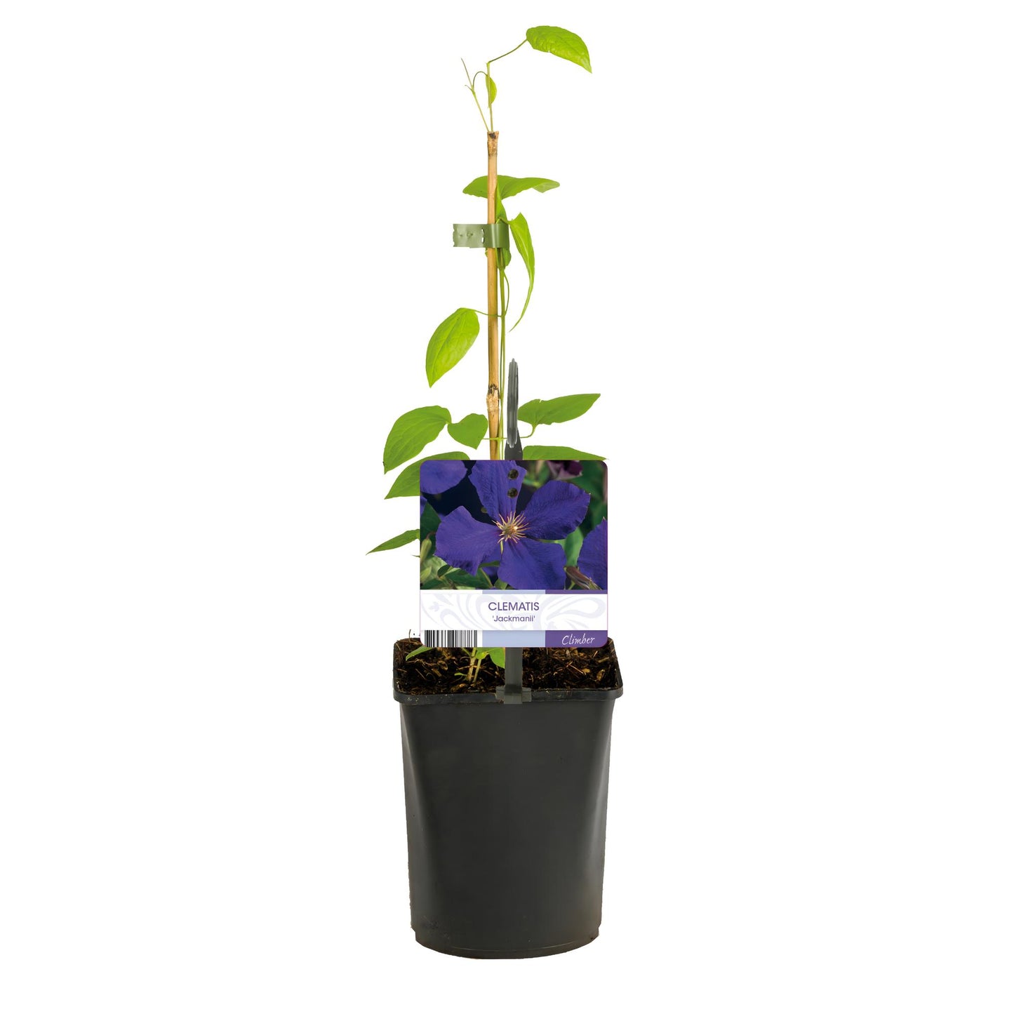 GreenboutiQ - Kletterpflanze - Clematis Jackmanii - Blüte Blau - Wenig Pflege - 2 Pflanzen - Topf 11cm Höhe 40cm