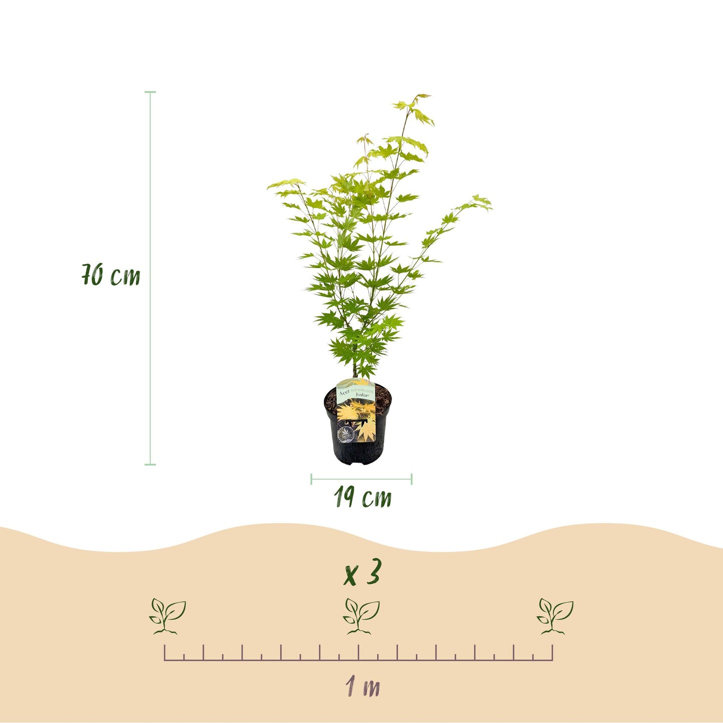 GreenboutiQ - Balkonpflanze - Japanischer Ahorn - Acer palmatum Jordan - Gelb - 2 Pflanzen - Laubabwerfend - Topf 19cm Höhe 70cm