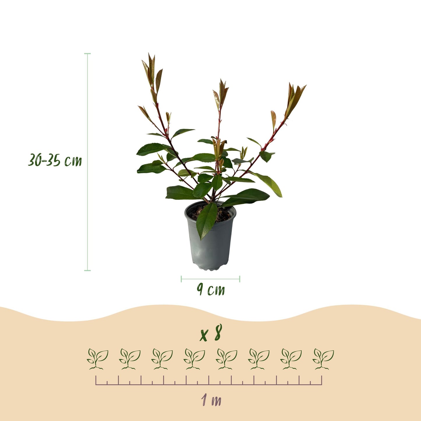 GreenboutiQ - Heckenpflanzen - Photnia fraseri Red Robin - Blatt rot grün - 8 Pflanzen - 1 laufender Meter - immergrün - Topf 9cm Höhe 30-35cm