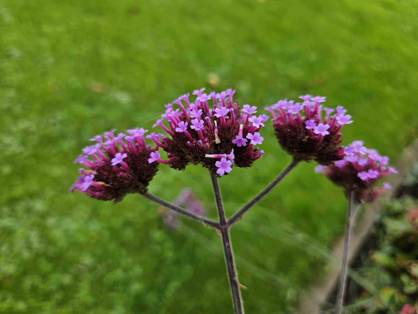 6x Verbena bon. 'Lollipop' - ↕10-25cm - Ø9cm