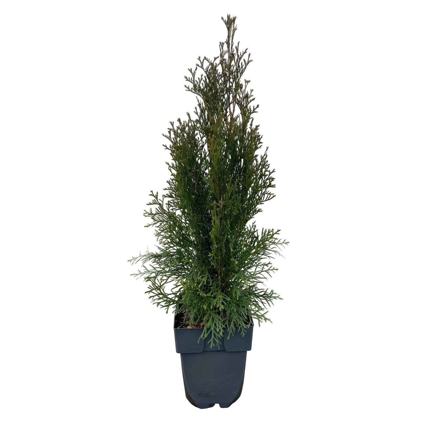 GreenboutiQ - Heckenpflanzen - Thuja occidentalis Smaragd - Blatt grün - 6 Pflanzen - 1 laufender Meter - immergrün - Topf 17cm Höhe 60cm
