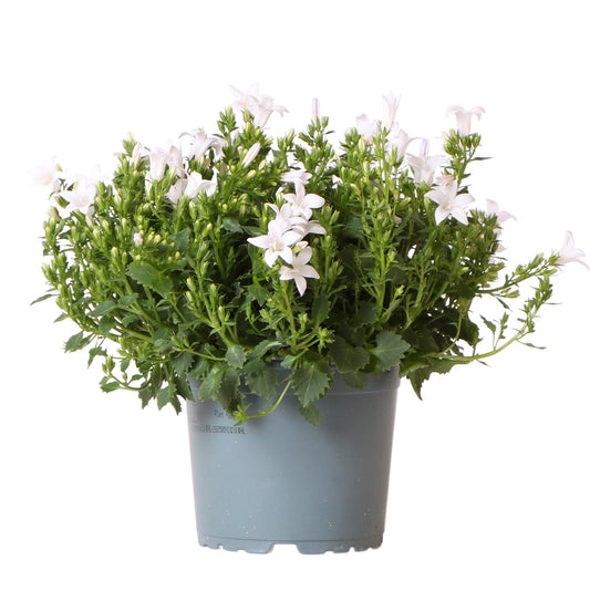 Campanula Addenda - Glockenblume lila Topfgröße 12cm - mehrjährig - winterhart - White