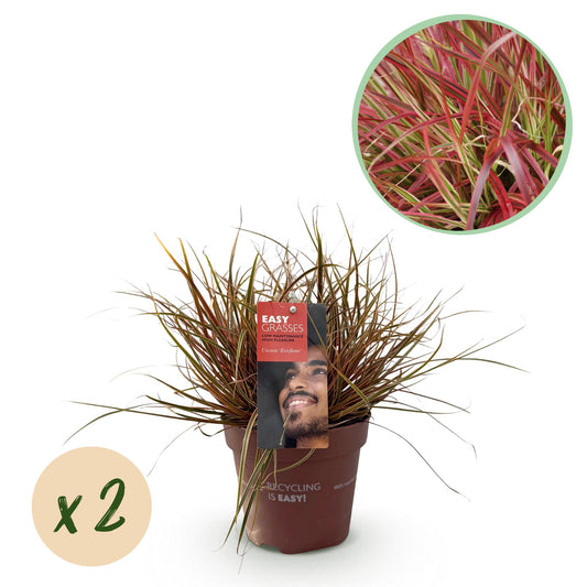 GreenboutiQ - Ziergräser - Uncinia rubra Everflame - Rot - 2 Pflanzen - Immergrün - Wenig Pflege - Topf 17cm Höhe 50cm