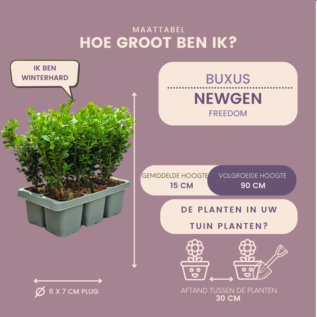 8 x 6er-Pack Buxus NewGen Freedom – Winterharte Immergrüne Sträucher 48 x Ø7 cm - ↕15 cm | Kompakter Buchsbaum
