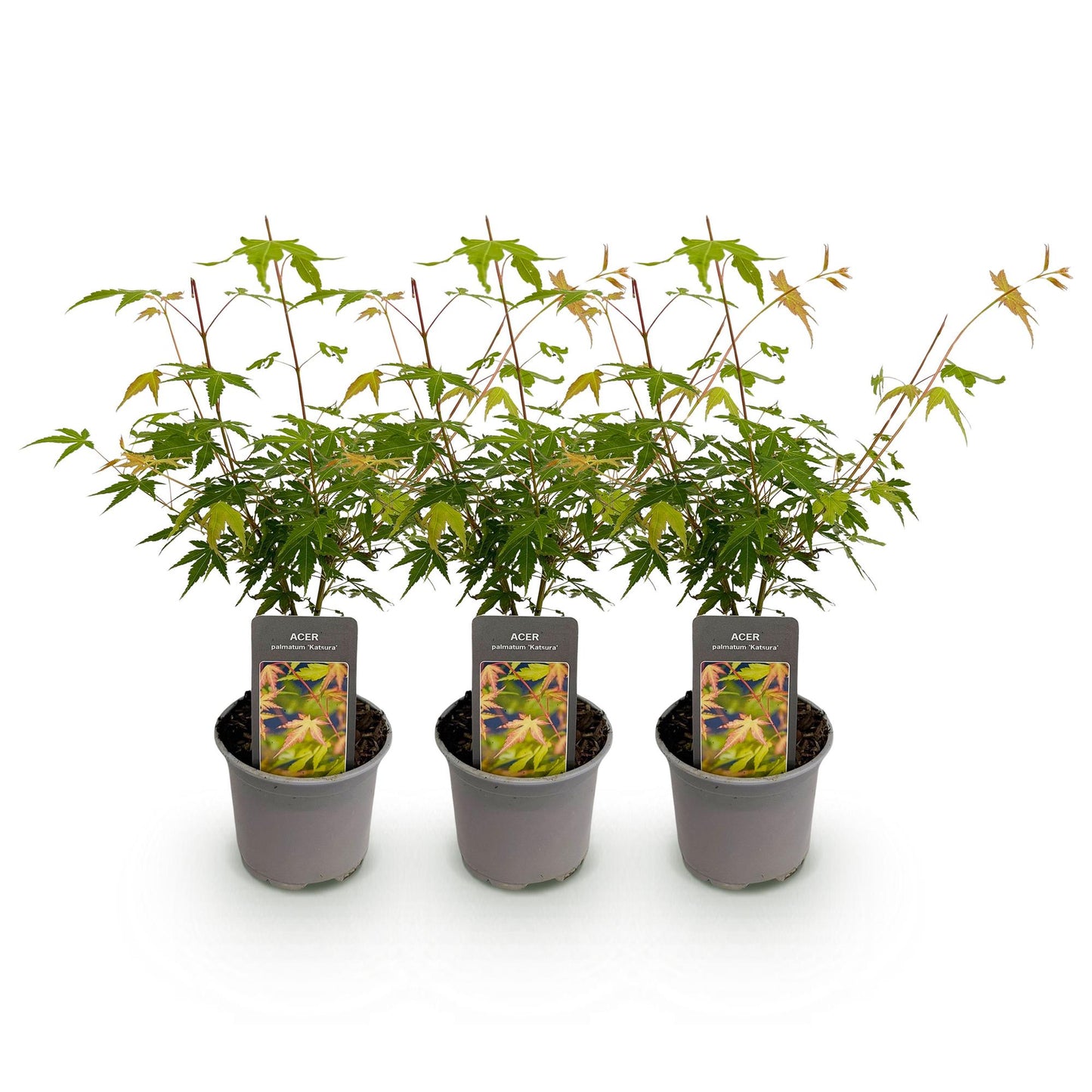 GreenboutiQ - Gartenpflanze - Acer palmatum Katsura - Orange - 3 Pflanzen - Laubabwerfend - Pflegeleicht - Topf 12cm Höhe 35cm