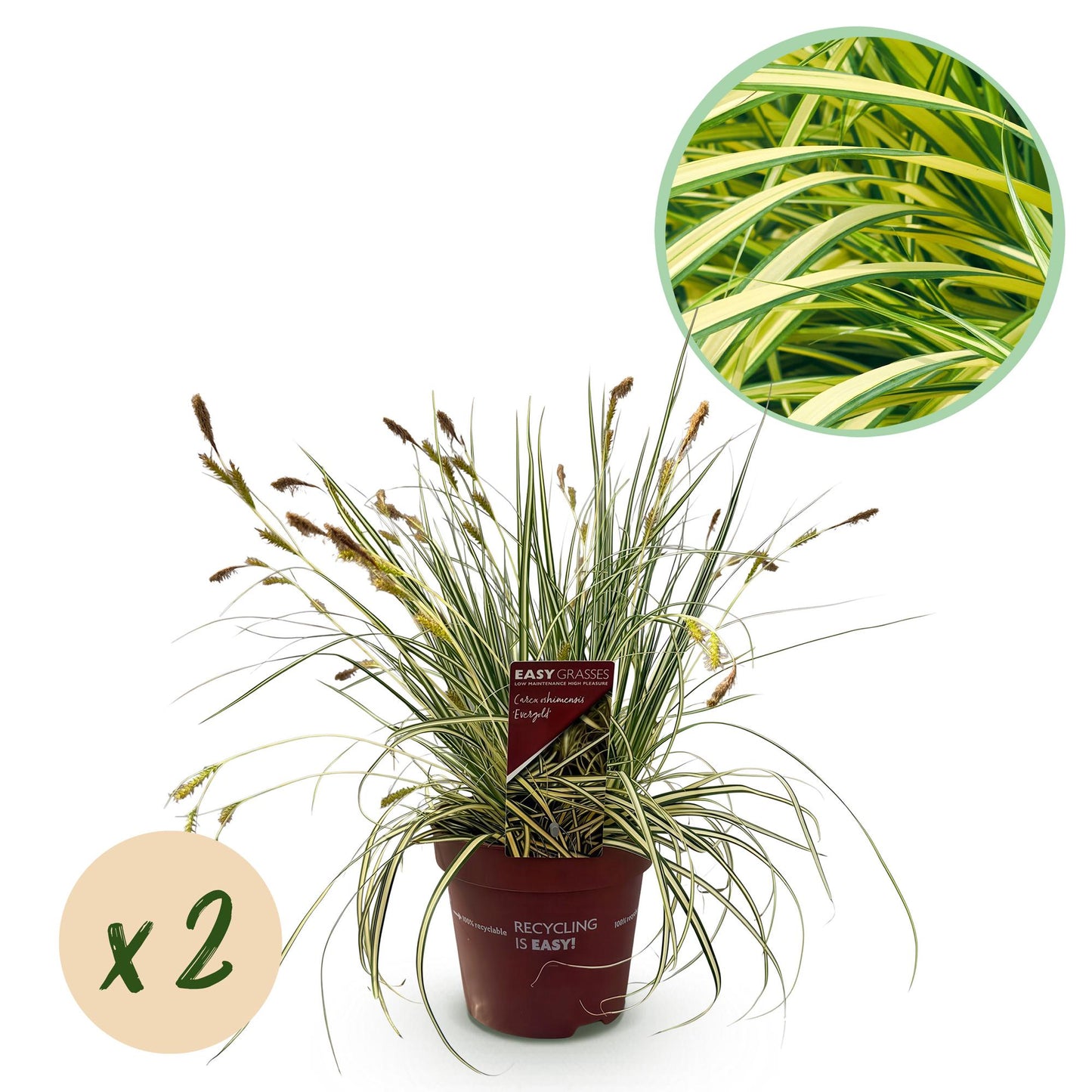 GreenboutiQ - Ziergräser - Carex oshimensis Evergold - Gelb & Grün - 2 Pflanzen - Immergrün - Wenig Pflege - Topf 17cm Höhe 50cm