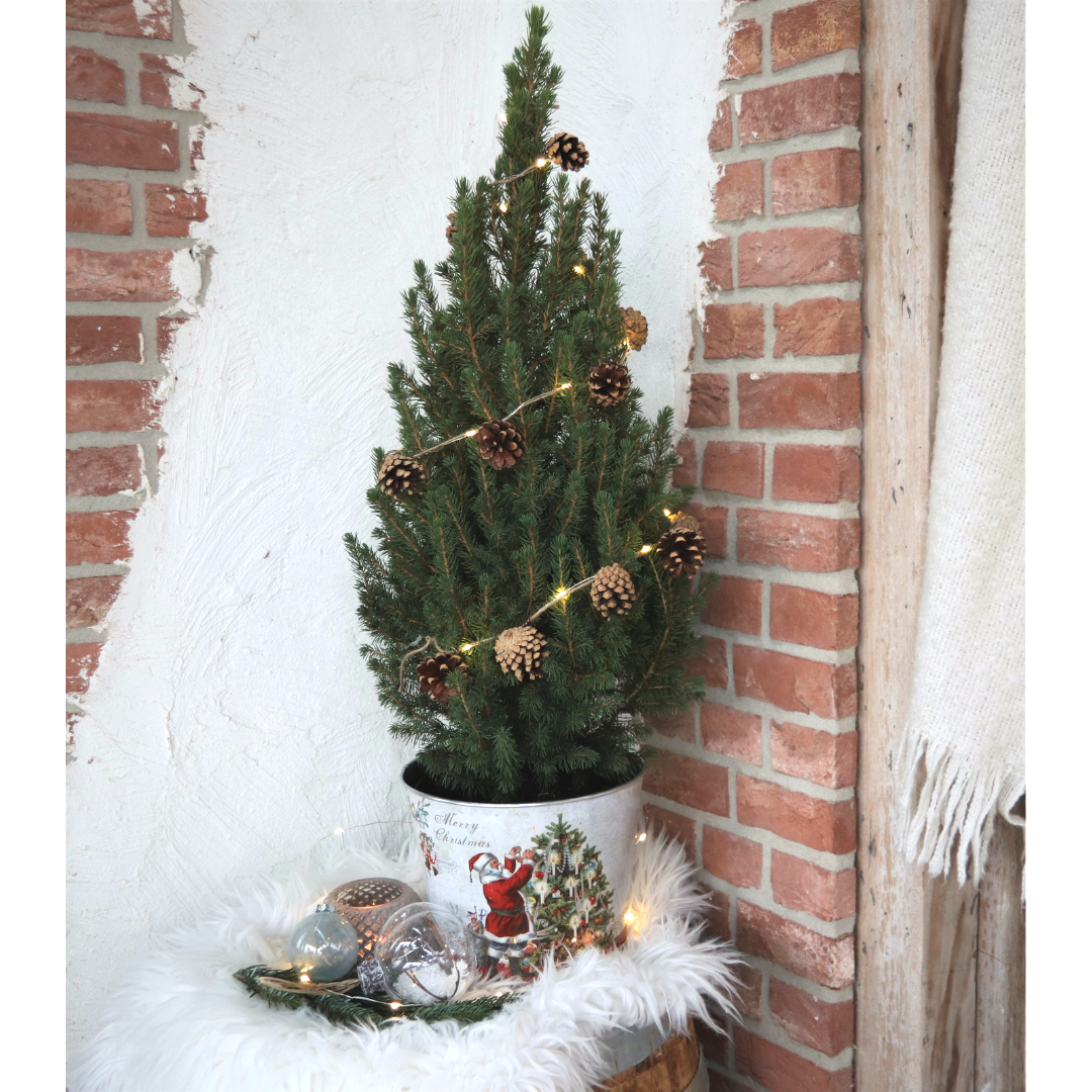 Kleine Weihnachtsbaum in Weihnachten Topf - 70 cm - Picae Glauca Conica - Pine cone lighting including batteries