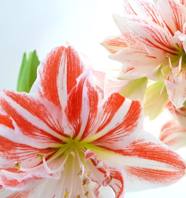 Amaryllis cleopatra