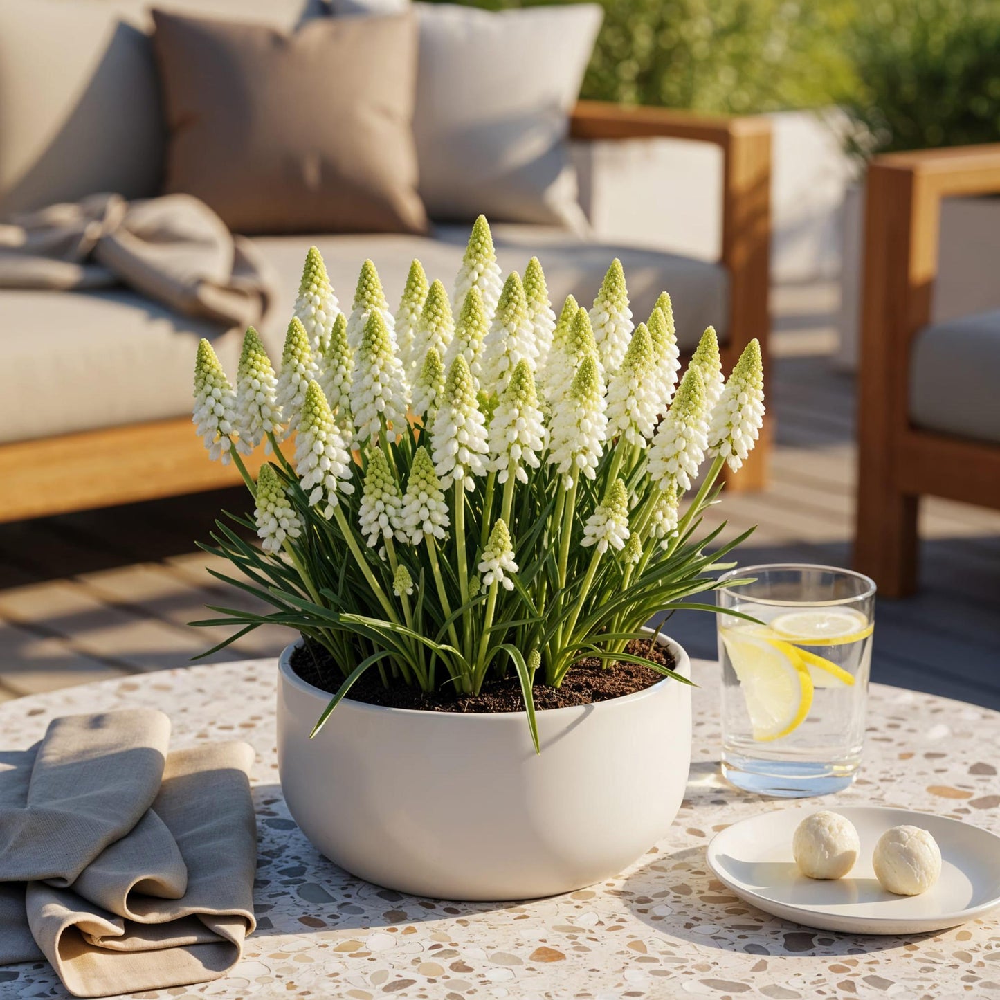 GreenboutiQ - Blumenzwiebeln - Muscari White Magic - Farbe Weiß - 50 Stück - Zwiebelgröße 6/7 - XXL Pack