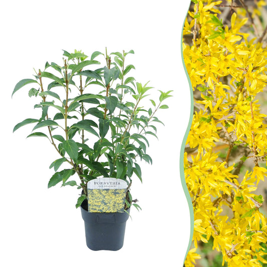 GreenboutiQ - Sträucher - Forsythia intermedia Goldrauch - Blüte Gelb - 1 Pflanze - Laubabwerfend - Wenig Pflege - Topf 17cm Höhe 45cm