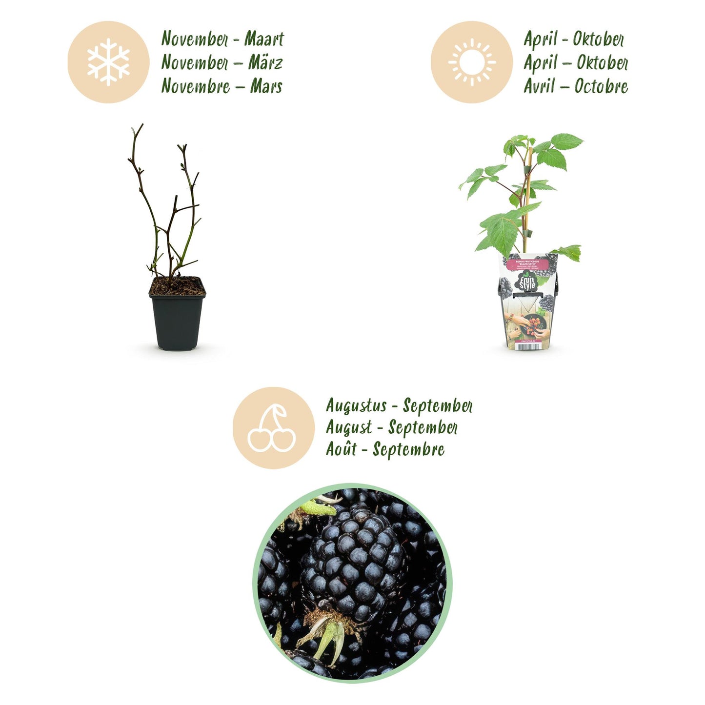 GreenboutiQ - Obstpflanzen - Brombeere - Rubus Black Satin - Winterhart - 6 Pflanzen - Topf 9 cm - Schwarze Brombeere