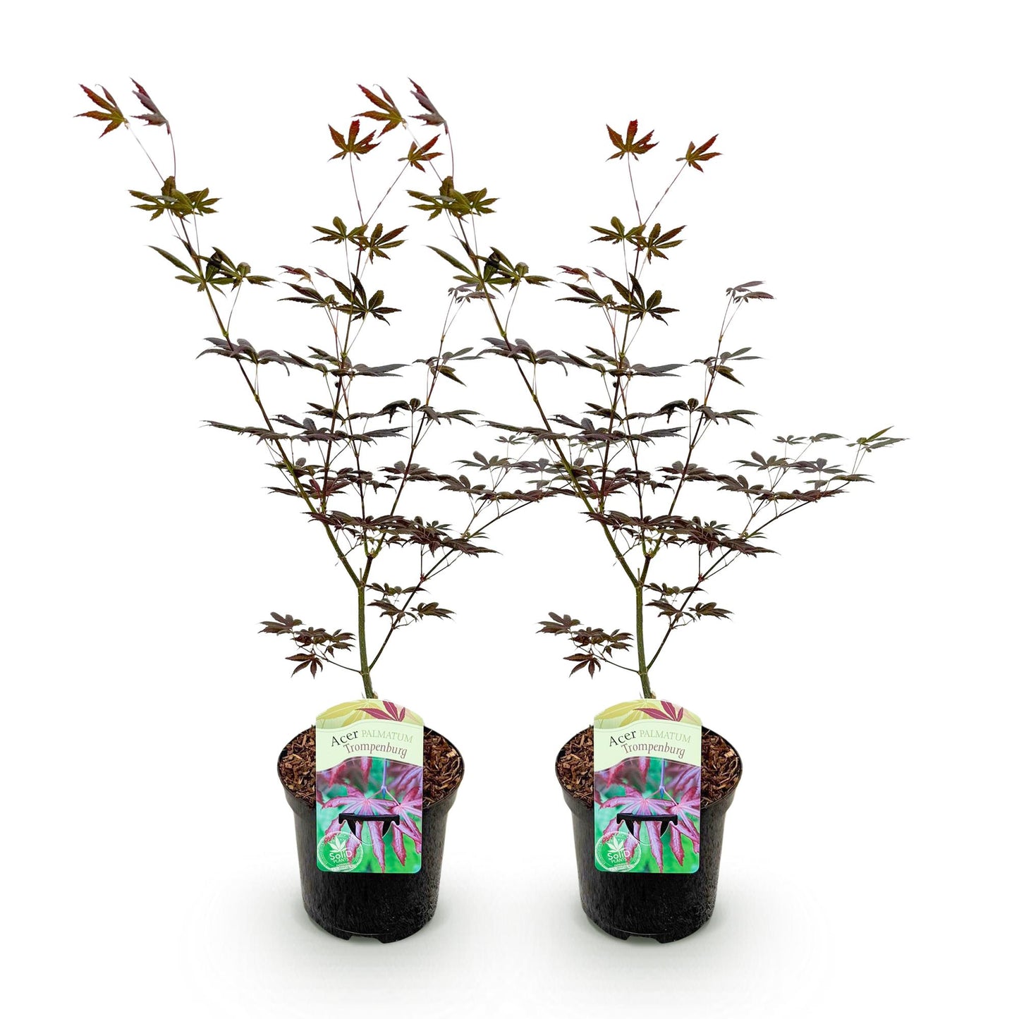 GreenboutiQ - Balkonpflanze - Japanischer Ahorn - Acer palmatum Trompenburg - Dunkel Lila - 2 Pflanzen - Laubabwerfend - Topf 19cm Höhe 70cm