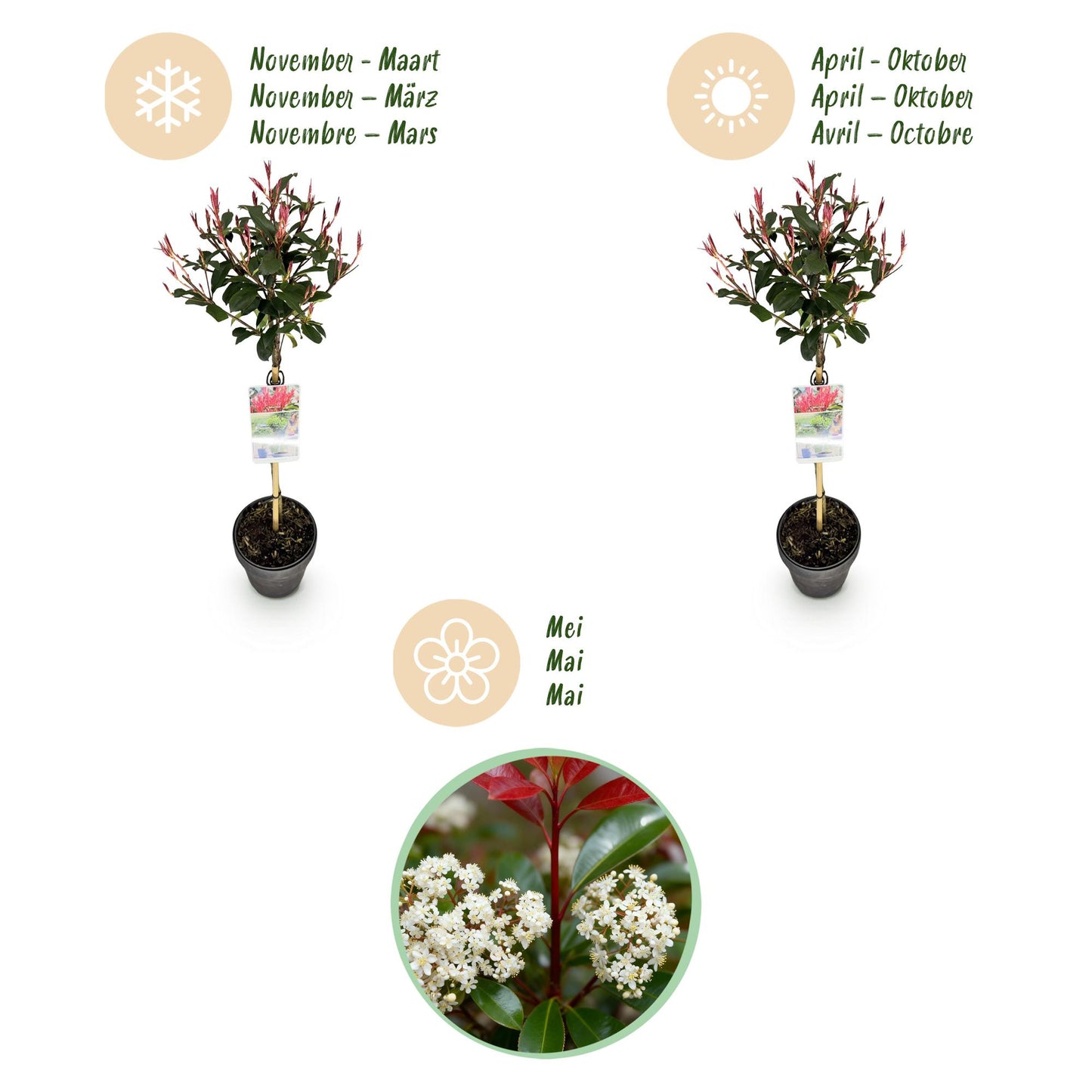 GreenboutiQ - Pflanze auf Stamm - Photinia fraseri Carre Rouge - Terrassenpflanze - Immergrün - Winterhart - Grün-Rotes Blatt - Topf 19cm Höhe 90cm