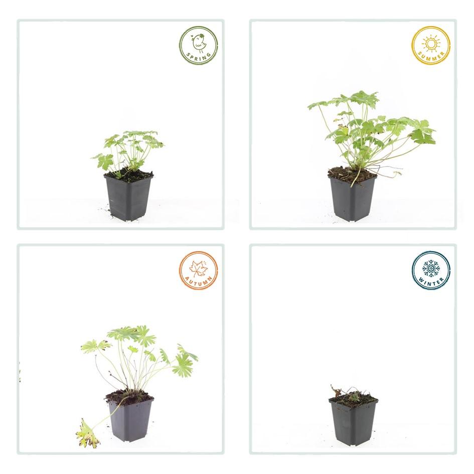 6x Geranium 'Tiny Monster' - ↕10-25cm - Ø9cm