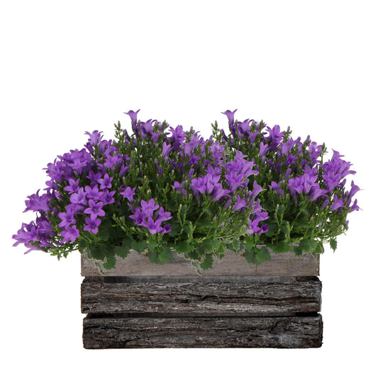 Campanula Addenda Ambella Intensives Lila - Holzschale mit 2 Gartenpflanzen - Topfgröße 12cm - mehrjährig - winterhart