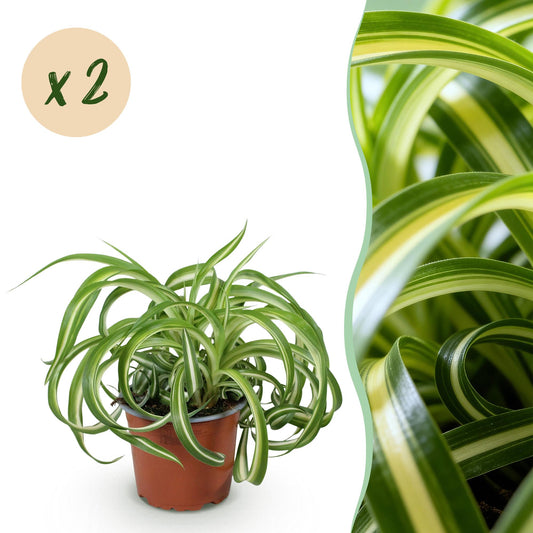 Green boutiQ - Zimmerpflanze - Chlorophytum comosum Bonnie - Gewelltes Grünlilie - Haustierfreundlich - Bunt - 2 Pflanzen - Topf 12cm - Höhe 20-25cm