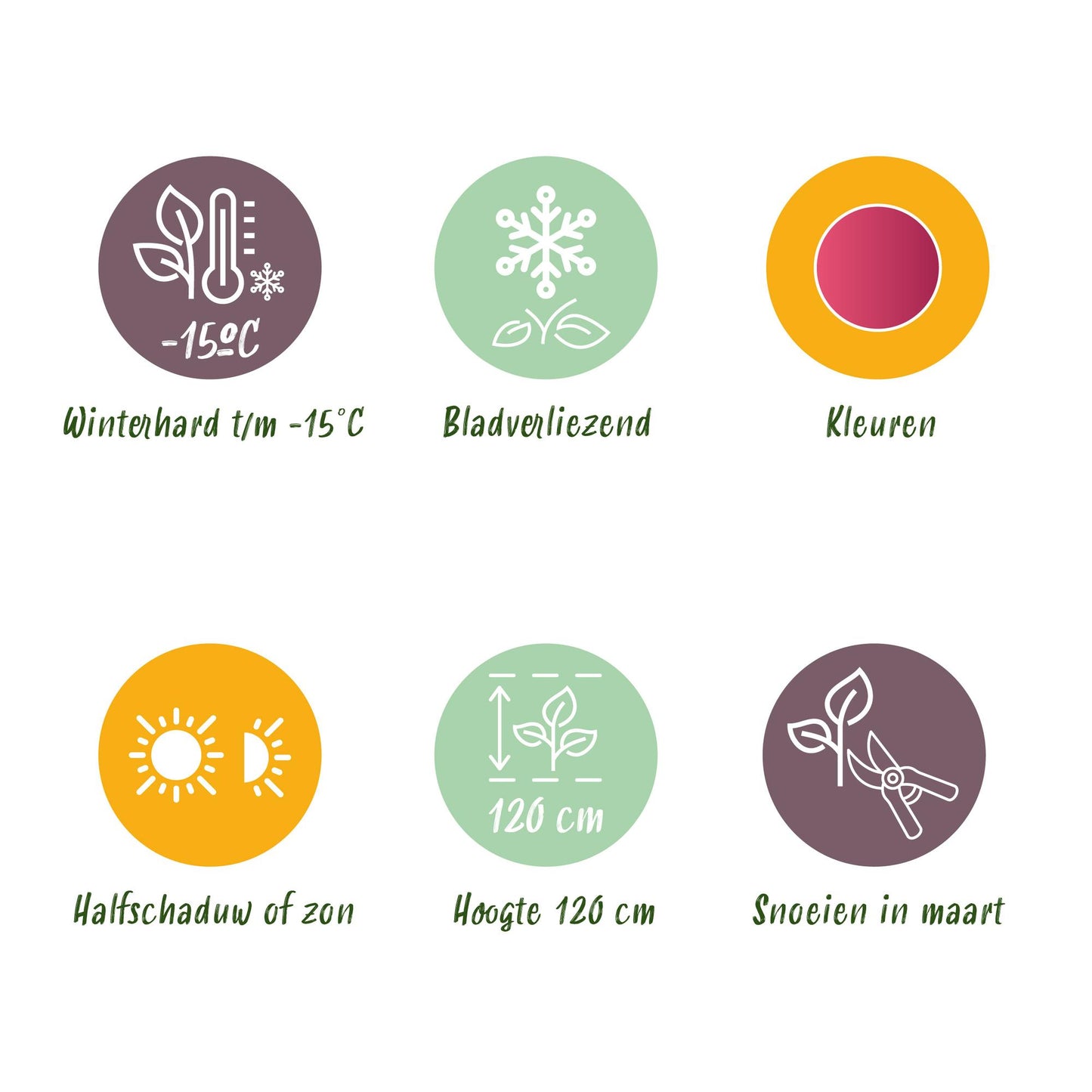 GreenboutiQ - Balkonpflanze - Japanischer Ahorn - Acer palmatum Pink Dwarf - Rosa - 2 Pflanzen - Laubabwerfend - Topf 19cm Höhe 70cm