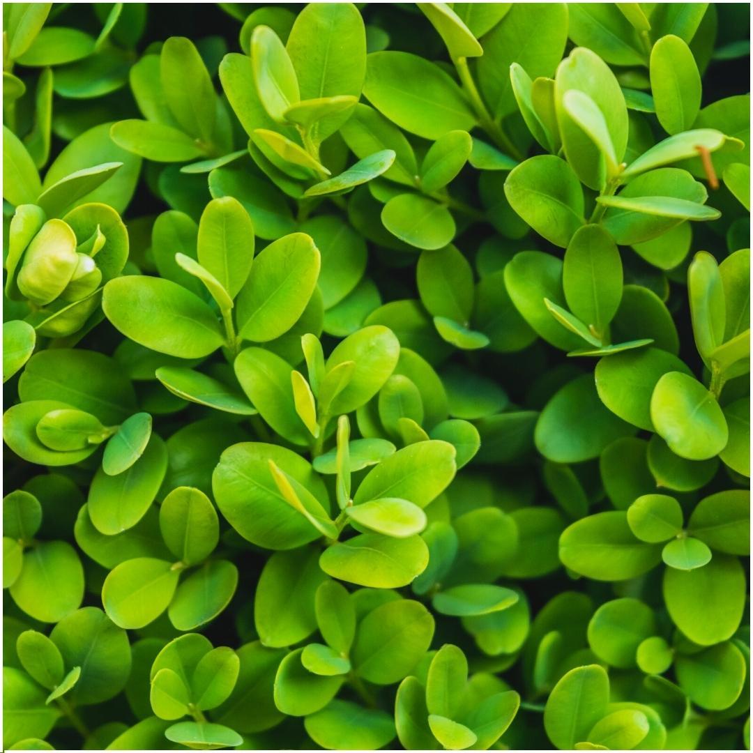 Plants by Frank - 1 meter Buxus Sempervirens haag - Buxus Sempervirens - Set van 6 winterharde haagplanten - Bladhoudende haag - Vers van de kwekerij geleverd