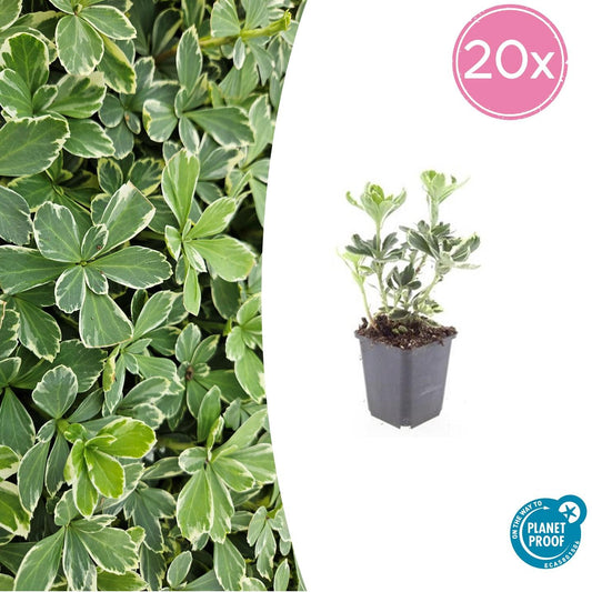 20x Pachysandra term. 'Variegata' - ↕10-25cm - Ø9cm
