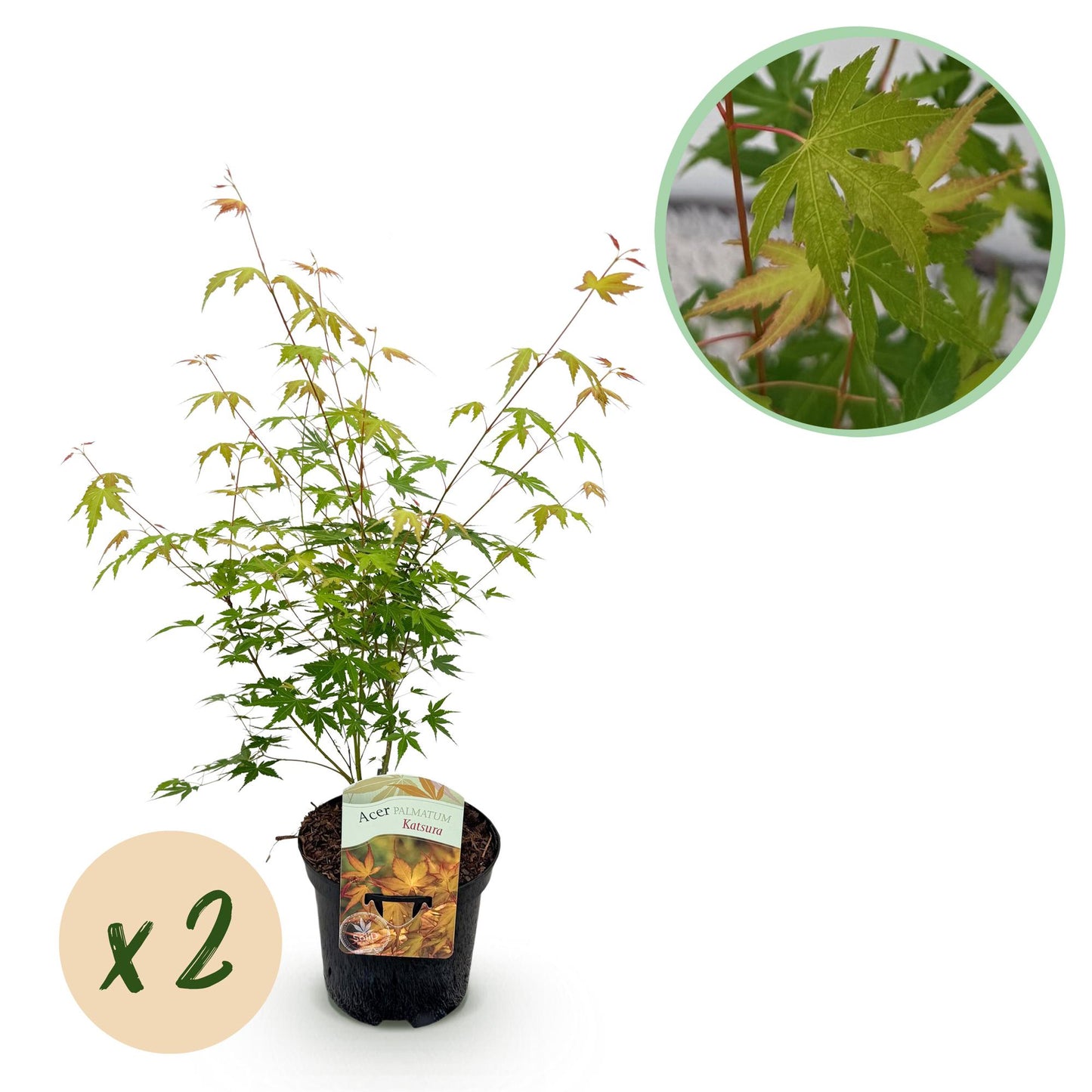 GreenboutiQ - Balkonpflanze - Japanischer Ahorn - Acer palmatum Katsura - Orange - 2 Pflanzen - Laubabwerfend - Topf 19cm Höhe 70cm