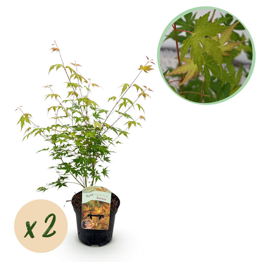 GreenboutiQ - Balkonpflanze - Japanischer Ahorn - Acer palmatum Katsura - Orange - 2 Pflanzen - Laubabwerfend - Topf 19cm Höhe 70cm
