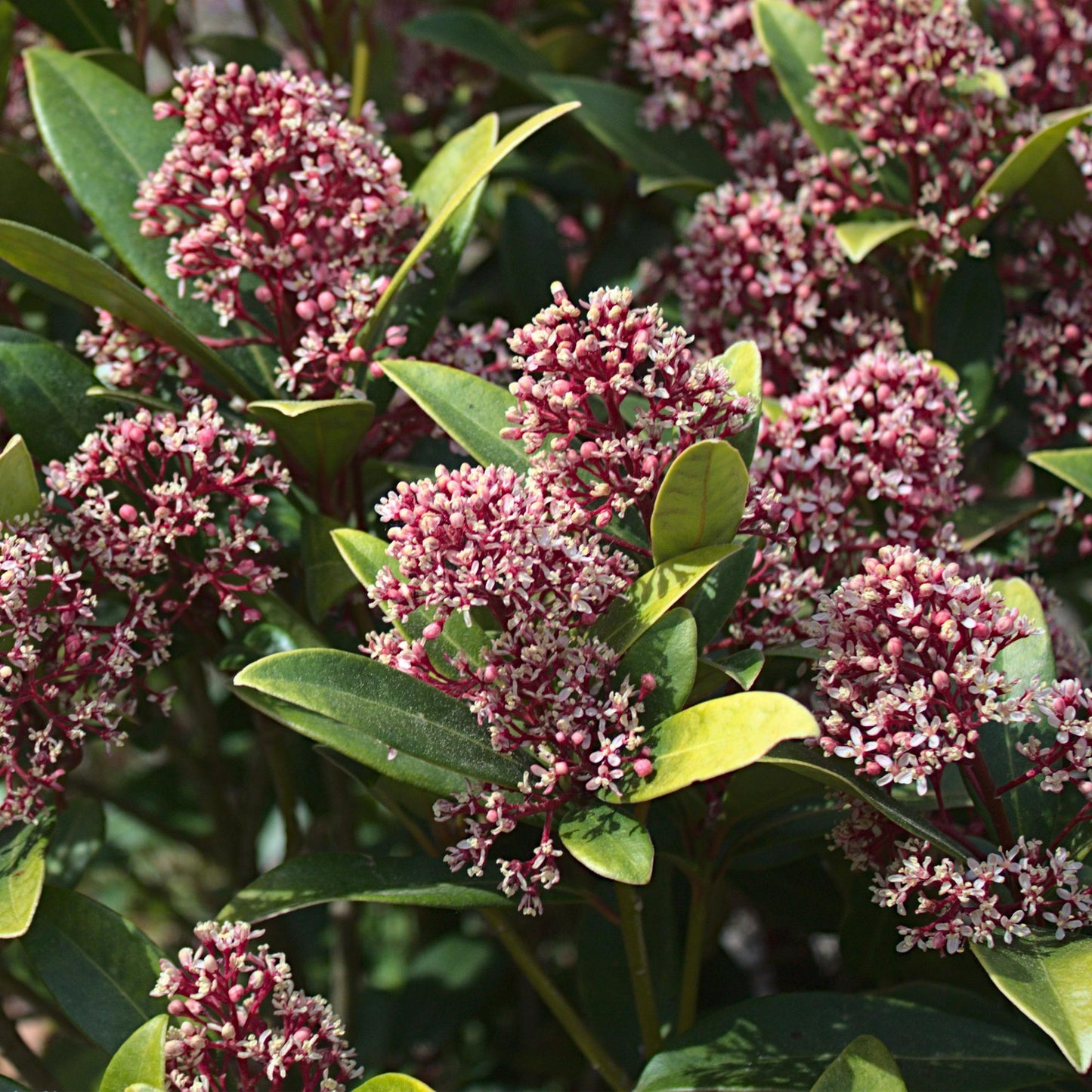 GreenboutiQ - Terrassenpflanze - Skimmia japonica Rubella - Blüte Rot - 10+ Blumen - 2 Pflanzen - Winterhart - Topf 10,5cm Höhe 25cm