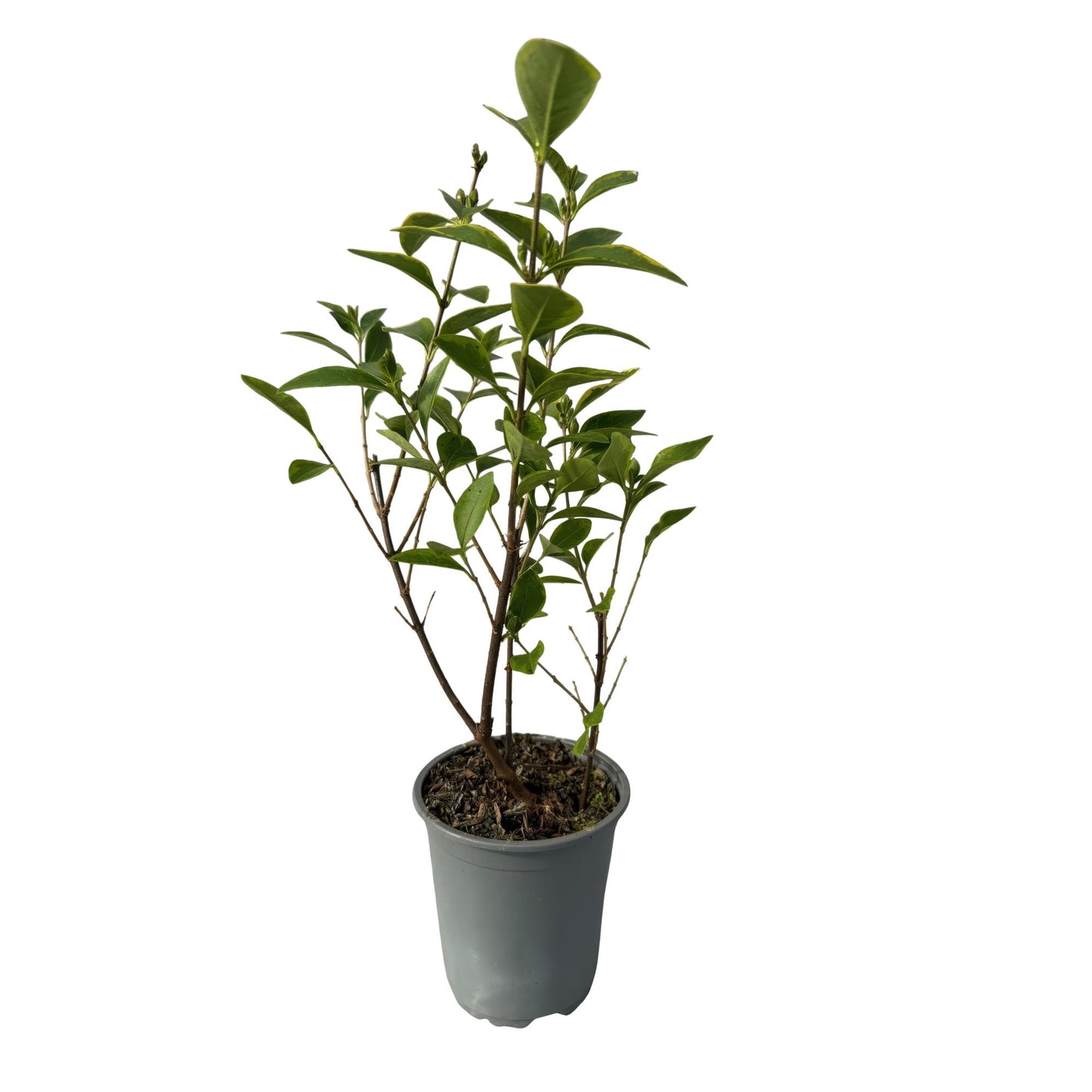 GreenboutiQ - Heckenpflanzen - Ligustrum ovalifolium Aureum - Blätter gelb grün - 8 Pflanzen - 1 laufender Meter - immergrün - Topf 9cm Höhe 35-40cm