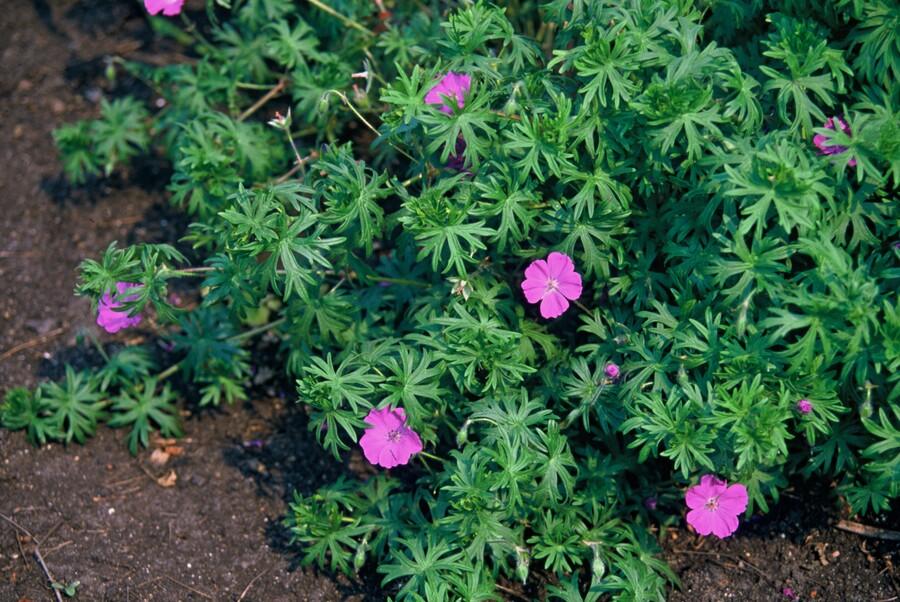 24x Geranium 'Tiny Monster' - ↕10-25cm - Ø9cm