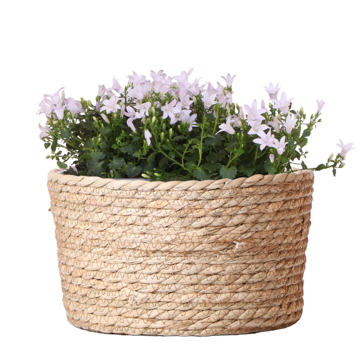 Campanula Addenda Ambella weiß - Weidenschale mit Campanula mit Bewässerungssystem - 3 Stück - Glockenblume weiß - Topfgröße 12cm - indoor & outdoor