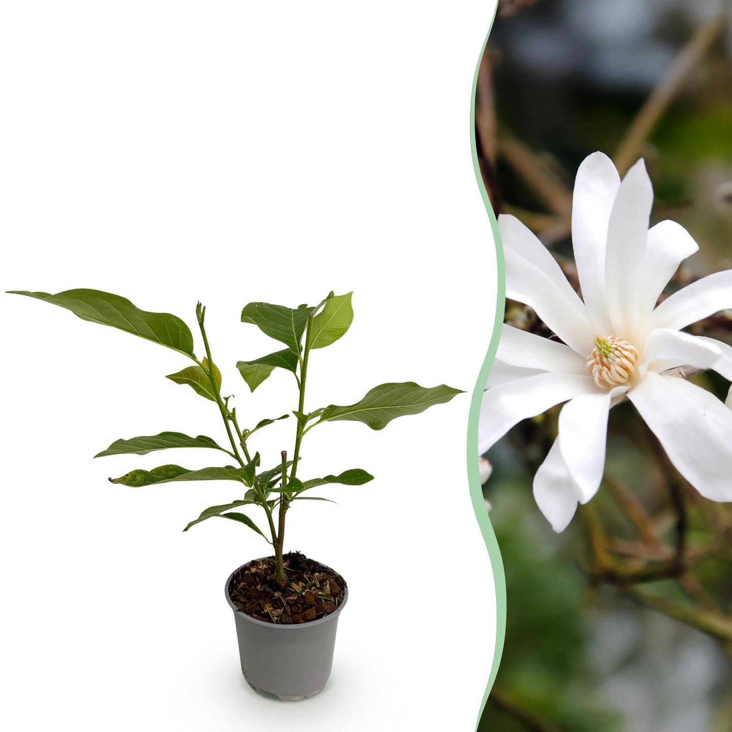 GreenboutiQ - Gartenpflanze - Magnolia stellata - Blüte Weiß - 1 Pflanze - Laubabwerfend - Pflegeleicht - Topf 12cm Höhe 30cm