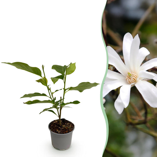 GreenboutiQ - Gartenpflanze - Magnolia stellata - Blüte Weiß - 1 Pflanze - Laubabwerfend - Pflegeleicht - Topf 12cm Höhe 30cm