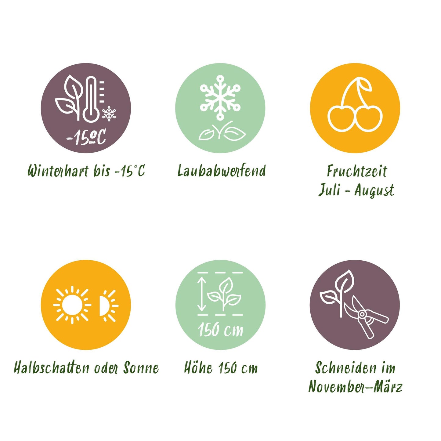 GreenboutiQ - Obstpflanze - Brombeere - Rubus Thornfree Evergreen - Schwarze Brombeere - Dornlos - 2 Pflanzen - Topf 11cm Höhe 40cm