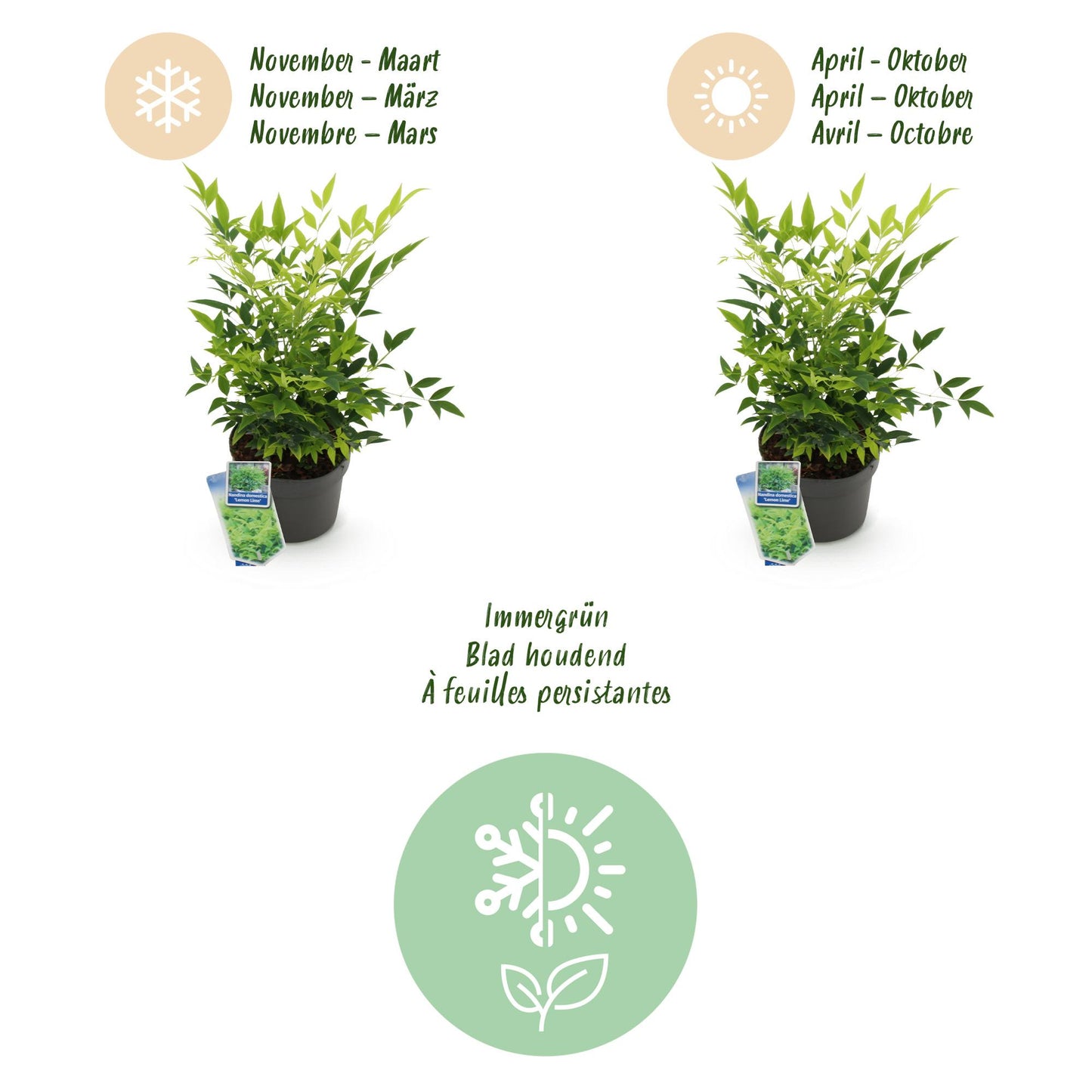 GreenboutiQ - Gartenpflanze - Nandina Lemon & Lime - Gelb - 2 Pflanzen - Immergrün - Wenig Pflege - Topf 17cm Höhe 45cm