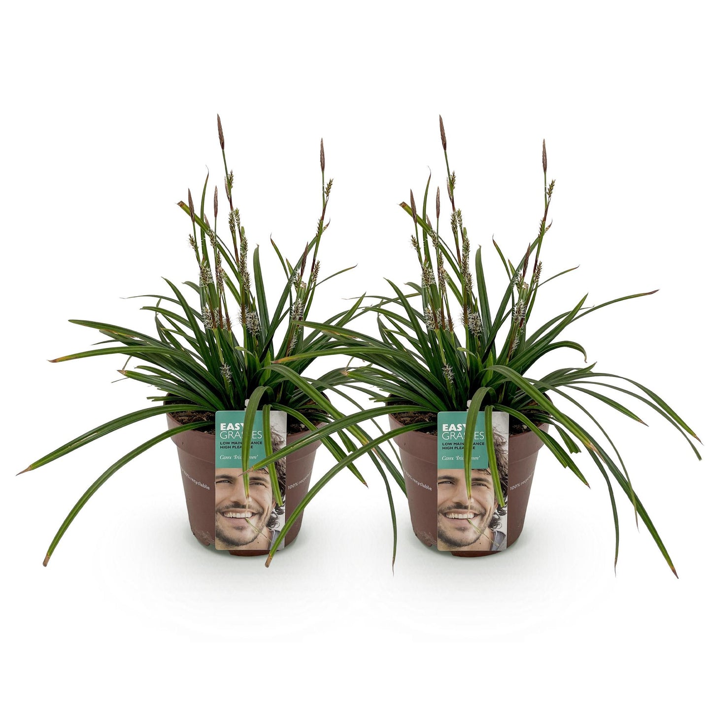 GreenboutiQ - Ziergräser - Carex morrowii Irish Green - Grün & Gelb - 2 Pflanzen - Immergrün - Pflegeleicht - Topf 17cm Höhe 50cm