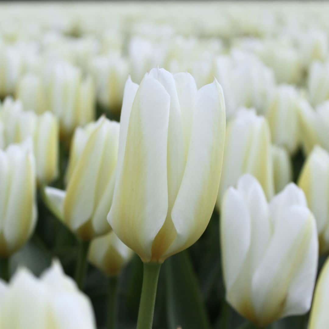 Flowerbulbs Amsterdam - Purissima - 15 Blumenzwiebeln - Gr��e 12+