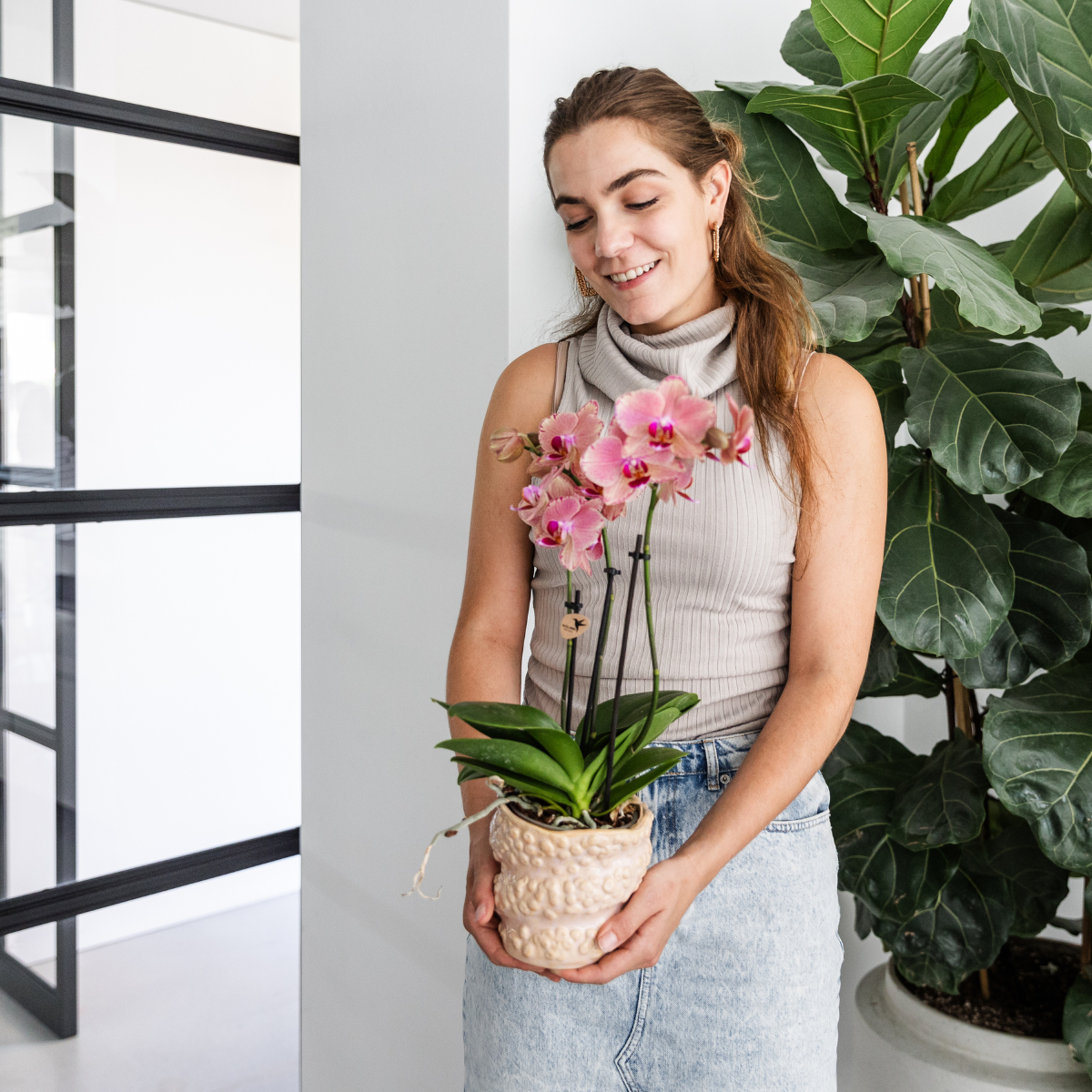 Kolibri Orchids | KOMBI-ANGEBOT von 4 Phalaenopsis-Orchideen - Pirate Picotee - Topfgröße Ø12cm | Blühende Zimmerpflanze - Frisch vom Züchter