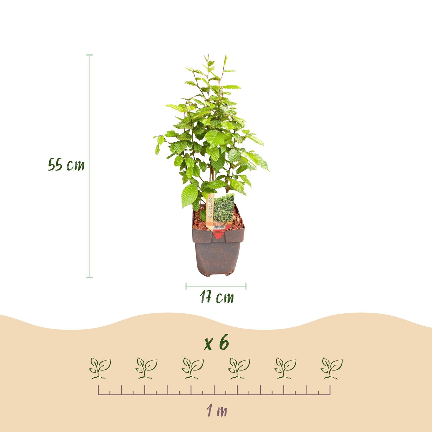GreenboutiQ - Heckenpflanzen - Carpinus betulus - Blatt grün - 6 Pflanzen - 1 laufender Meter - laubabwerfend - Topf 17cm Höhe 55cm