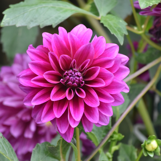 Flowerbulbs Amsterdam - 24 Dahlien blue bell knollen für 4 m², große breite blütenblätter
