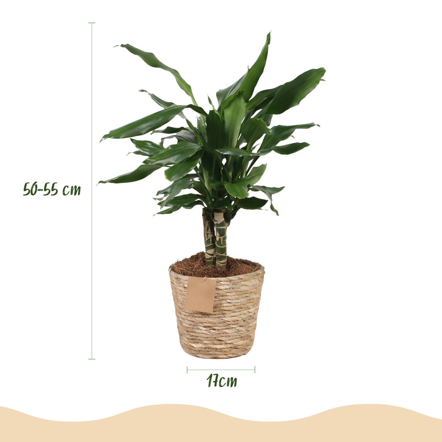 Green boutiQ - Zimmerpflanzen - Dracaena fragrans Steudneri - Drachenblutbaum - Wenig Pflege - mit Korb - Grün - 1 Pflanze - Topf 17cm - Höhe 50-55cm