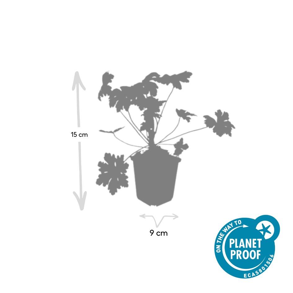 6x Geranium macr. 'Ingwersen's Var.' - ↕10-25cm - Ø9cm
