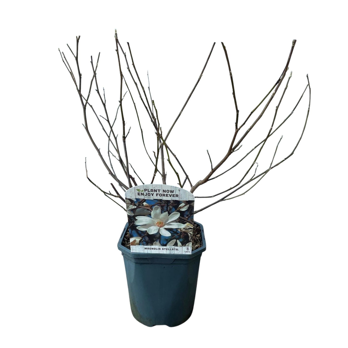 GreenboutiQ - Sträucher - Magnolia Stellata - Blüte Weiß - 1 Pflanze - Laubabwerfend - Wenig Pflege - Topf 17cm Höhe 45cm