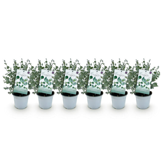 GreenboutiQ - Terrassenpflanze - Eukalyptusbaum - Eucalyptus gunnii - Grau - 6 Pflanzen - Winterhart - Topf 14cm Höhe 30cm