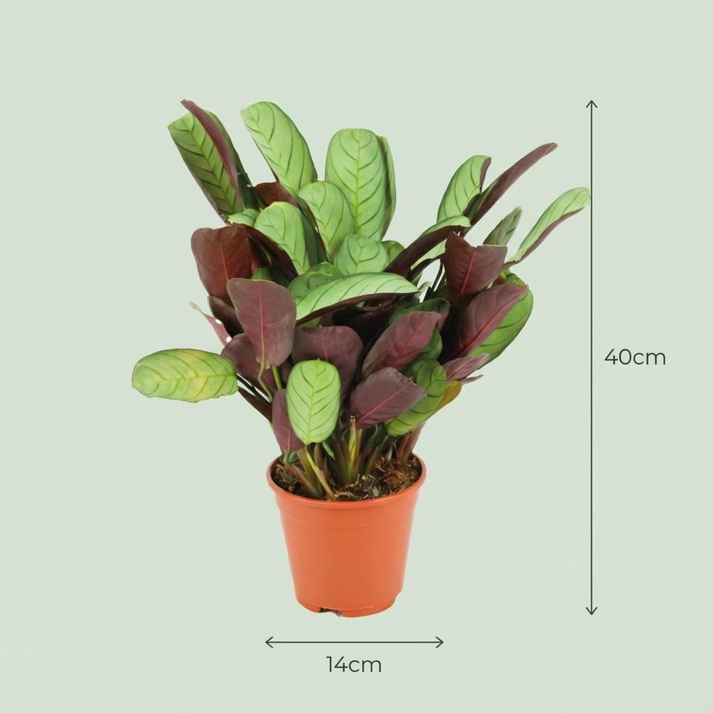 Ctenanthe Amagris - 2 Stück - Ø 14 cm - Höhe: 25 - 35 cm