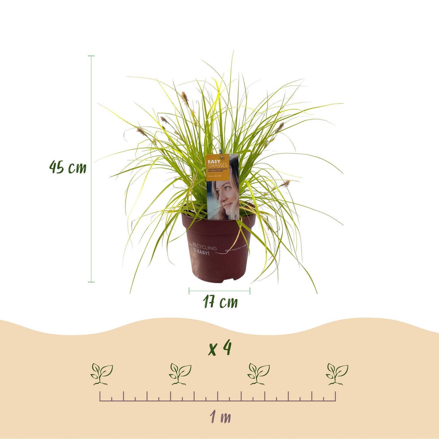 GreenboutiQ - Ziergräser - Carex oshimensis Everillo - Gelb - 4 Pflanzen - Immergrün - Wenig Pflege - Topf 17cm Höhe 50cm