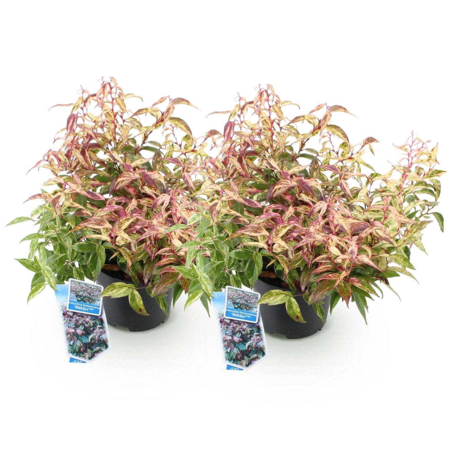 GreenboutiQ - Gartenpflanze - Leucothoe Makijaz - Braun - 2 Pflanzen - Immergrün - Wenig Pflege - Topf 17cm Höhe 45cm