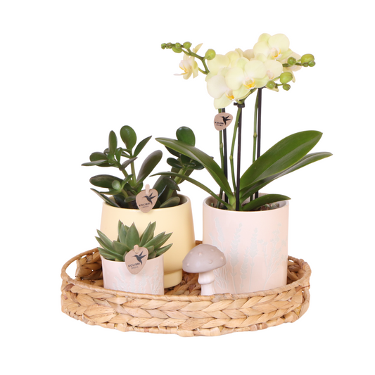 Kolibri Orchids | Ostern Geschenkset Groß | Grüne Pflanzen mit gelber Phalaenopsis-Orchidee in gelben Simplicity-Übertopfen auf einem Bambustablett
